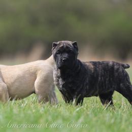 Berna - Black brindle female Cane Corso puppy in Cable, Ohio from Americana Cane Corso