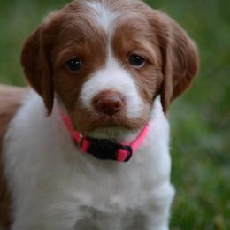 Brittany Puppies from Lakeview Brittanys