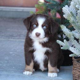 Australian Shepherd and Miniature Australian Shepherd Puppies from Canyon Creek Aussies