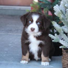 Australian Shepherd and Miniature Australian Shepherd Puppies from Canyon Creek Aussies