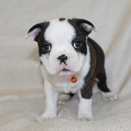 Bongo - Black brindle and white male Boston Terrier puppy in Brooksville, Florida from I Love Pups