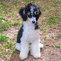 Toby Mac - Poodle