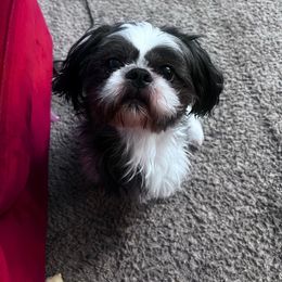 Romeo - Shih Tzu