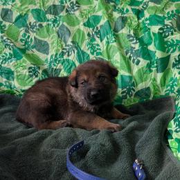 Blue - Sable male German Shepherd puppy in Motley, Minnesota from Von Thomson Haus