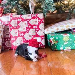 Jewel - Black tri-color female Australian Shepherd puppy in Harrogate, Tennessee from Rocky Top Paws