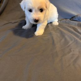 Athena - White female Coton de Tulear puppy in Timber, Oregon from Sterling’s Sweet Cotons