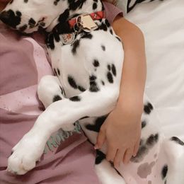 Dalmatian Puppies from Sublime Dalmatians