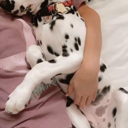 Dalmatian Puppies from Sublime Dalmatians