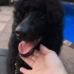 Oliver - Black Poodle puppy in Oceanside, New York from Anastasia STANDARD Poodles three four seven seven five four two three four five