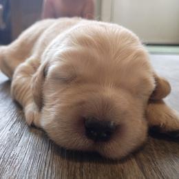 Pink Female - Golden female Golden Retriever puppy in Meeteetse, Wyoming from Greybull River Goldens