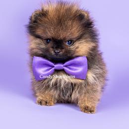 Pomeranian Puppies from Candy Shop Poms