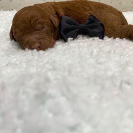 Cavapoo puppies from Davis Family Doodles