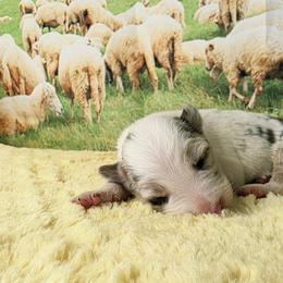 Mopple - White and red merle male Border Collie puppy in Avilla, Indiana from Borderline Kennels