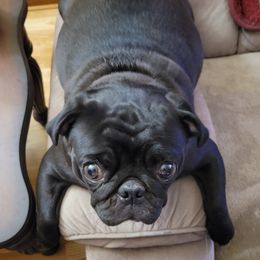 Jazz - Pug