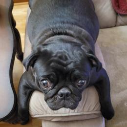 Jazz - Pug