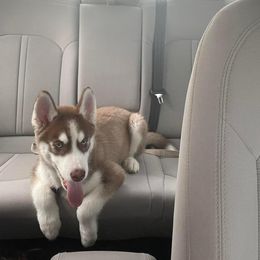 Siberian Husky Puppies from Milly's Showline Pets