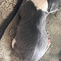Italian Greyhound Puppies from Fisher Link