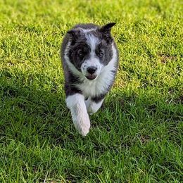 Border Collie Puppies from Double4farms