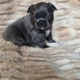 Stormi - Blue female French Bulldog puppy in Alexander City, Alabama from Lake Martin Fancy Frenchies