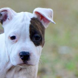 Peach - Brown brindle female American Staffordshire Terrier puppy in St. Augustine, Florida from LBK & Ancient City