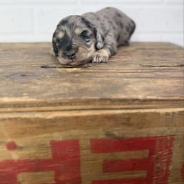 Windsor - Dapple male Dachshund puppy in Squires, Missouri from Hudson’s Hounds