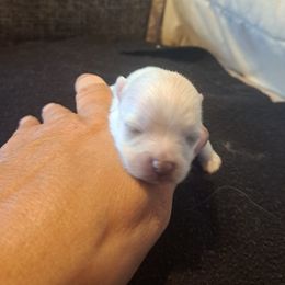 Boy 2 - White male Pomeranian puppy in Lore City, Ohio from Tonia's Pomeranians