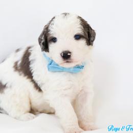 Cheerio - Grey and white male Bernedoodle puppy in Diamond Bar, California from Furrytaildoodles