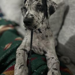 Great Dane Puppies from Ashli’s Great Danes