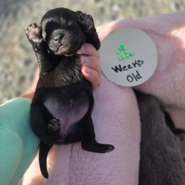 Roz - Black female Pomeranian puppy in Chattanooga, Tennessee from Valley Poms