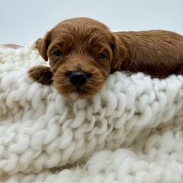 Turq Boy - Red  male Goldendoodle puppy in Philadelphia, Mississippi from Oakie Doodles