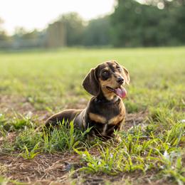 Maple - Chocolate and tan female Dachshund puppy in Jacksonville, Florida from Duval Doxies