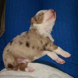 Hank - Red merle male Australian Shepherd puppy in Harrodsburg, Kentucky from Triple M Aussies