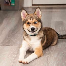 Brie - Pomsky