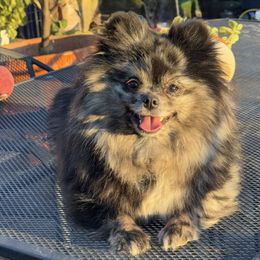 Millie - Pomeranian