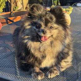 Millie - Pomeranian