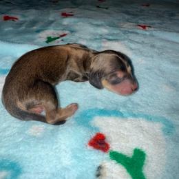 Autumn - Red female Dachshund puppy in Merced, California from JBDKennel