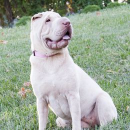 Katie - Chinese Shar-Pei