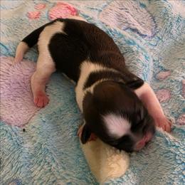 Boy brindle and white - Brindle and white male Shih Tzu puppy in Missouri from Farm Animal Mommy Shih tzu's Michalek Dog Breeder