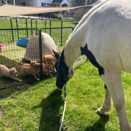 Golden Retriever Puppies from Rainershine Goldens