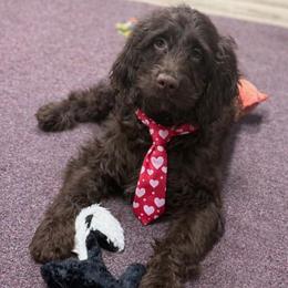 Sebastian - Liver and white male Springerdoodle puppy in Lisbon, Ohio from Willow Lane Doodles
