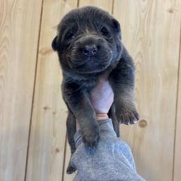Ocia - Blue female German Shepherd puppy in Watervliet, Michigan from M&M Shepherd Farms