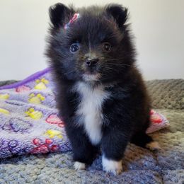 Girl 1 - Black parti female Pomeranian puppy in Linwood, North Carolina from MJ's Pomeranians