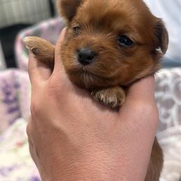 Canelo - Chocolate male Morkie puppy in Winston Salem, North Carolina from Patty’s Paws