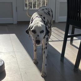Dalmatians from Grandma Cook's Dalmatians