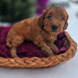 White Collar - Red  female Goldendoodle puppy in Archbold, Ohio from Wurster's Mini Wee Doodles