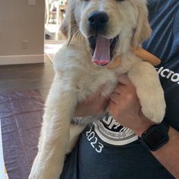 Golden Retriever Puppies from Graciegold Retrievers