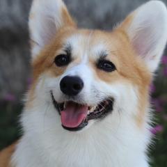 Harmony - Pembroke Welsh Corgi