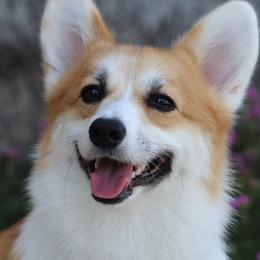 Harmony - Pembroke Welsh Corgi