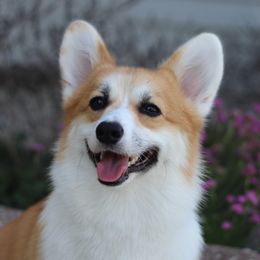 Harmony - Pembroke Welsh Corgi