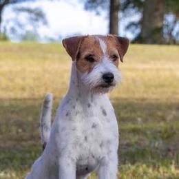 Lilibet - Tri-colored female Parson Russell Terrier puppy in Peabody, Kansas from SouthFork Ranch